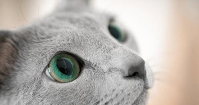 探索猫咪情绪的表现方式——瞳孔变化（探索猫咪情绪的表现方式——瞳孔变化）