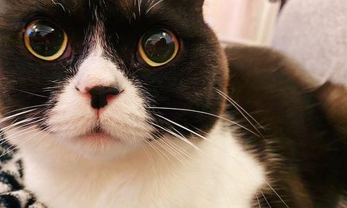 猫咪瞳孔大了不变化，到底是什么原因（揭秘猫咪瞳孔大的背后原因）