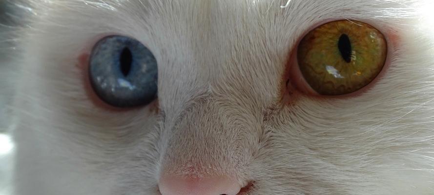 揭秘猫咪瞳孔视力奥秘（以宠物为主）