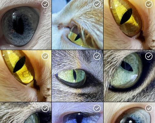 揭秘猫咪瞳孔视力奥秘（以宠物为主）