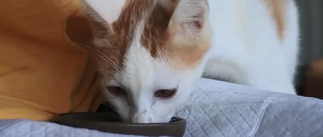猫咪偷吃怎么处理（宠物管理必备）