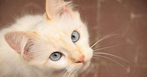 猫咪头部外伤后失明的原因及治疗方法（探寻宠物猫咪失明的真相和康复之路）