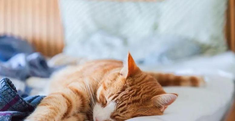 猫咪为什么突然爱睡觉（探讨宠物猫咪的睡眠习惯以及睡眠变化的原因）