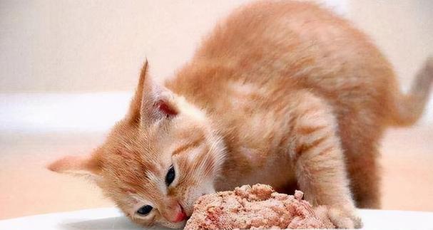 猫咪突然变瘦不吃东西，该怎么办（宠物照顾指南）