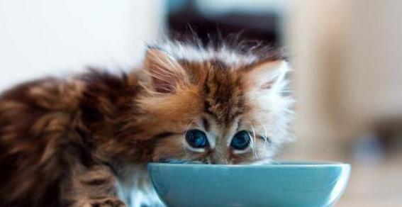为什么猫咪会突然不吃东西（探究猫咪饮食失调的原因和应对策略）