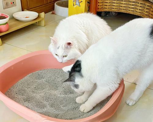 为什么猫咪不在猫砂里排便（探究猫咪排便偏好及其原因）