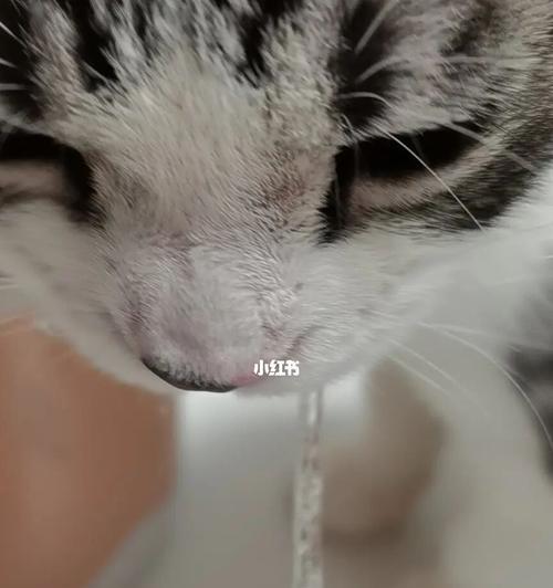 猫咪突然流口水，你需要知道的急救方法（如何应对宠物突然打滚流口水的情况）