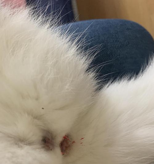 猫咪腹泻带血问题解决方案（保护宠物健康）