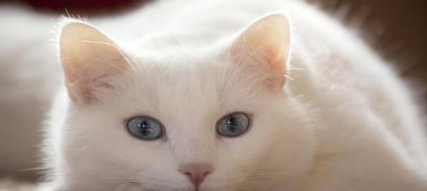 突然来了一只白猫，我的宠物生活变化大（白色小可爱）