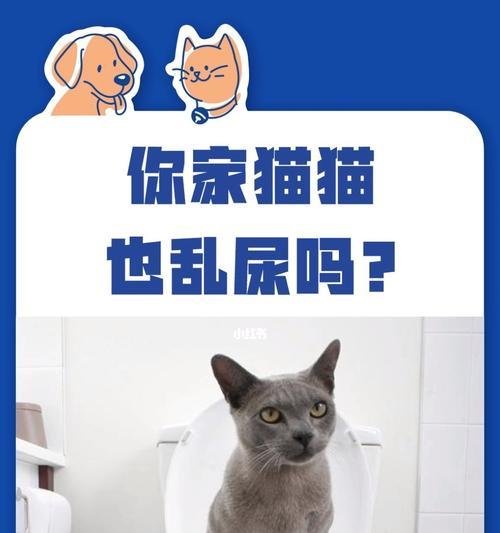 猫咪尿憋成疾，如何解决（宠物主人必看！猫咪突然尿不出来该怎么办）