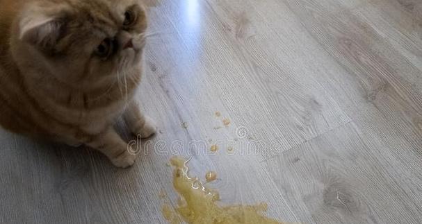 猫咪为什么会突然吐黄水有白色泡沫（探究猫咪呕吐的原因和应对方法）