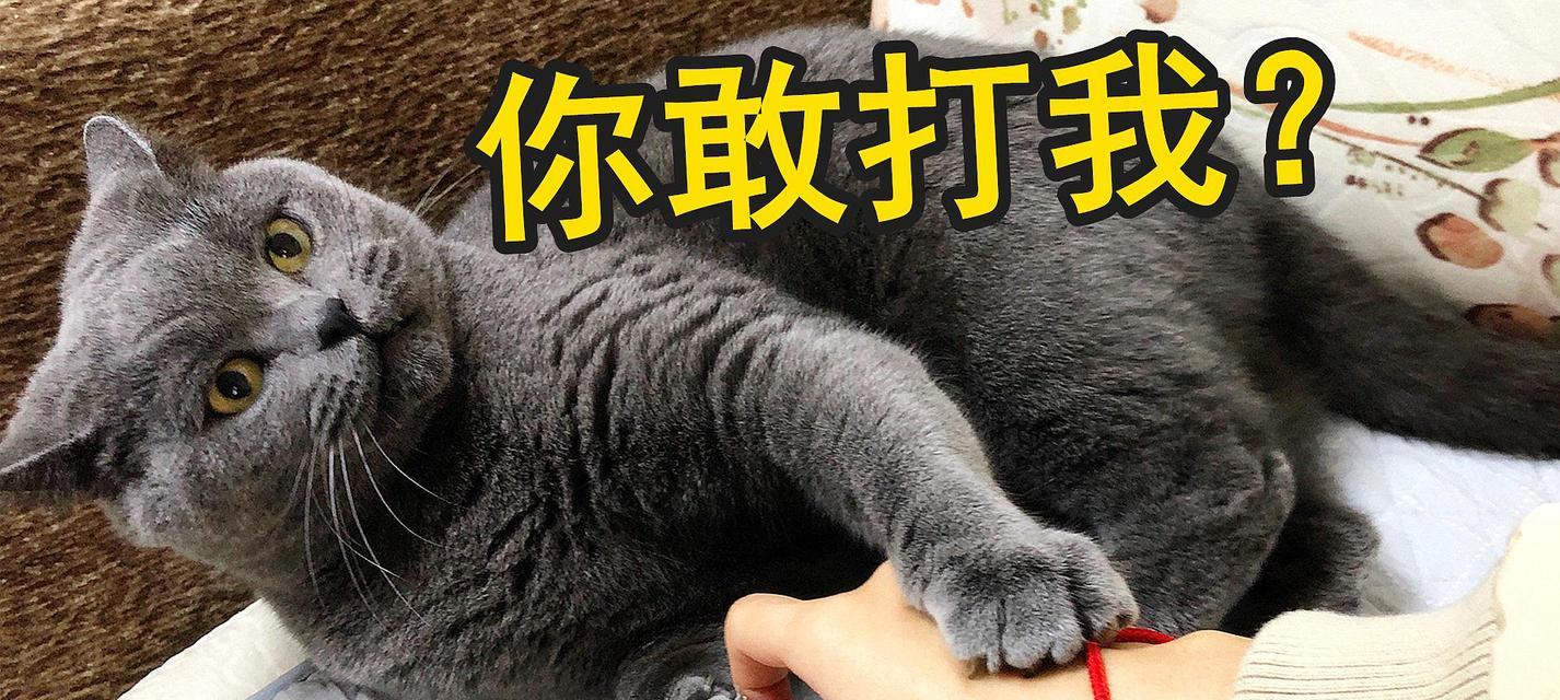 猫咪的突然行为为什么会阻碍主人（探究宠物猫咪行为背后的原因）