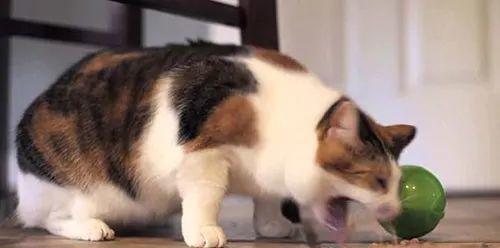 猫咪为什么会吐黄水不吃东西拉稀（探究宠物猫咪食欲不振的原因与应对方法）