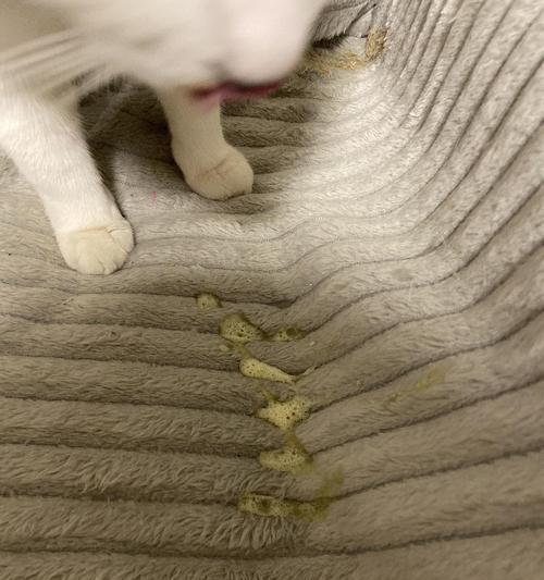 宠物猫吐黄水带毛原因及应对方法（探究猫咪消化系统问题的诱因）
