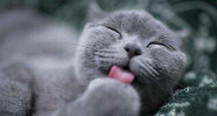 猫咪吐口水为何会对人身上（探究猫咪吐口水的原因和影响）