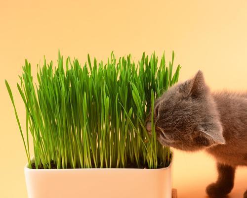 猫咪吐绿色是怎么了（宠物健康问题解析）