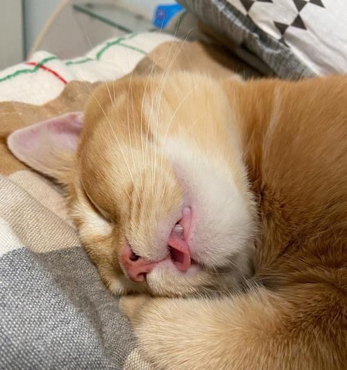 猫咪的可爱表现——舌头吐出和肚子震动（以宠物为主角的生动场景）