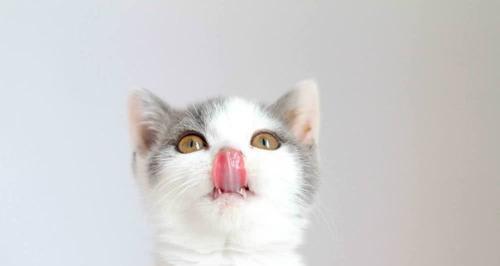 猫咪吐舌头呼吸，是因为热吗？