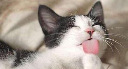 猫咪吐舌头不是为了卖萌，而是在散热（揭秘猫咪吐舌头的真正原因）