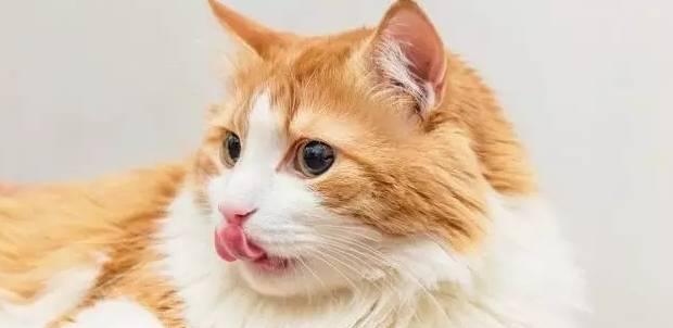 猫咪吐舌头不是为了卖萌，而是在散热（揭秘猫咪吐舌头的真正原因）