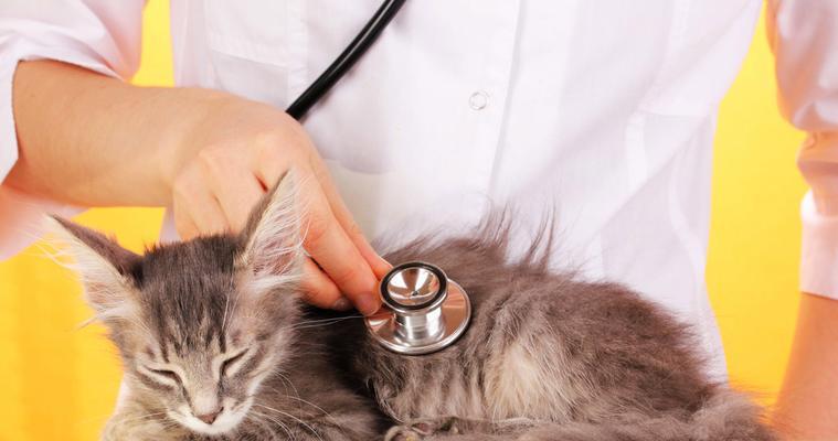 猫咪吐血拉血的原因与治疗方法（探究猫咪消化道问题）