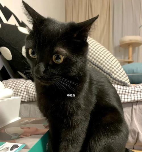 揭秘猫咪腿上黑色斑点的奥秘（探寻黑色斑点的成因及其对宠物健康的影响）