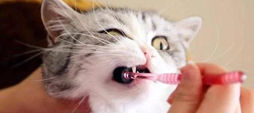猫咪吞了牙齿会呕吐吗（宠物的口腔健康需要重视）