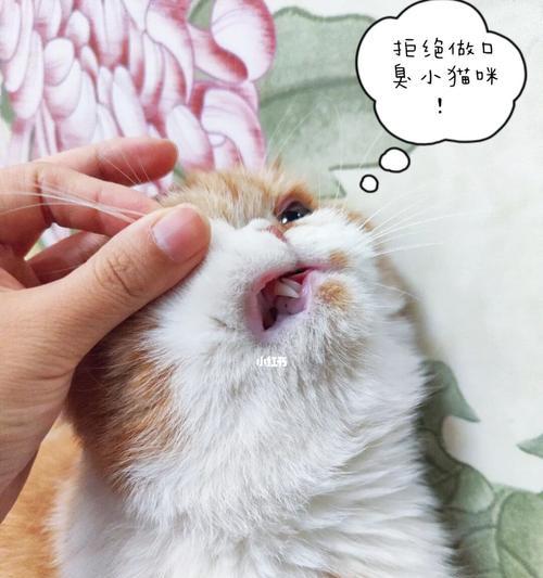 猫咪吞了牙齿会呕吐吗（宠物的口腔健康需要重视）