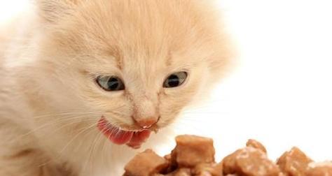 猫咪托运该如何避免饿死？