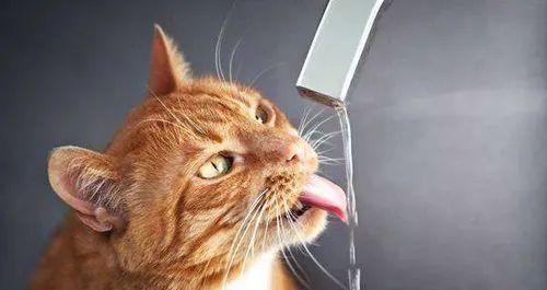 如何急救严重脱水的宠物猫咪（掌握正确的脱水急救方法）
