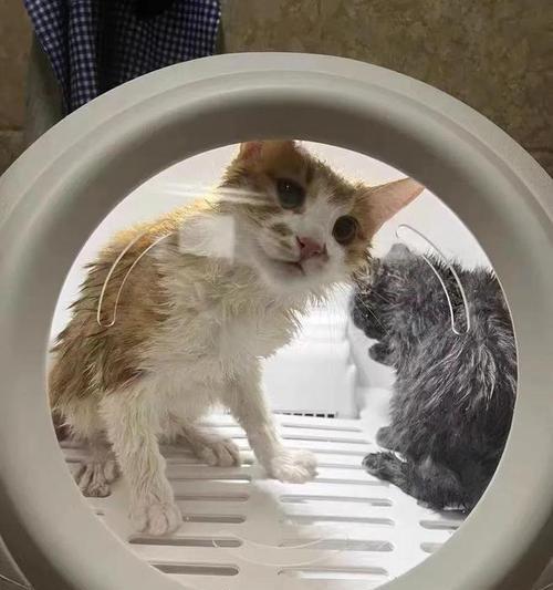 猫咪脱水死亡后的处理方式（以宠物为主）