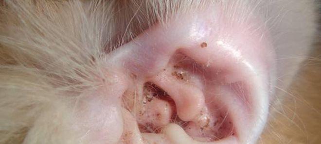 宠物猫咪外耳炎，如何预防和治疗？