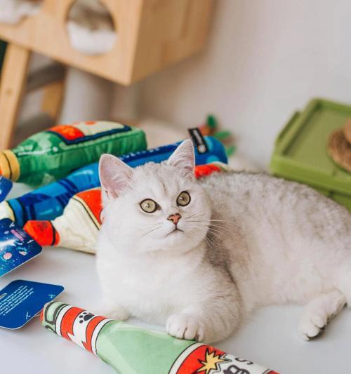 如何正确使用酒精消毒猫咪玩具（保护宠物健康）
