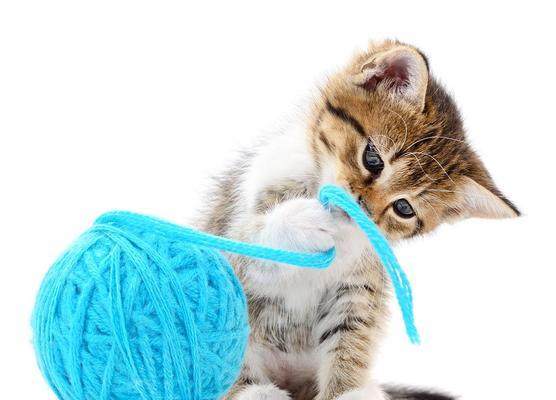 猫咪玩毛线的趣事（宠物与毛线的欢乐时光）