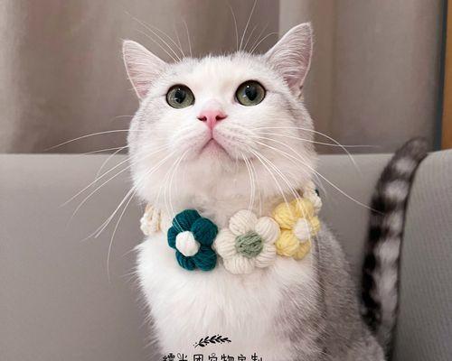 如何以猫咪玩毛线画制作可爱宠物（15个段落教你如何成为宠物毛线画达人）