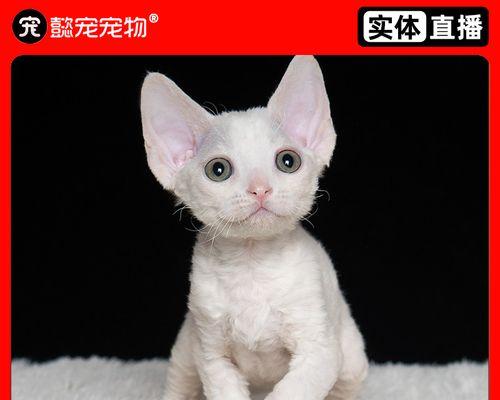 如何防止宠物猫夜间嘈杂叫声（掌握栓猫技巧）