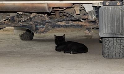 为什么猫咪喜欢钻车底（解密猫咪的行为习惯）