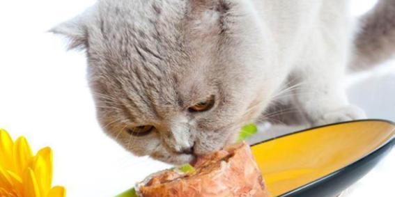 为什么猫咪不爱吃百利猫粮（探寻猫咪对百利猫粮的不喜爱原因）