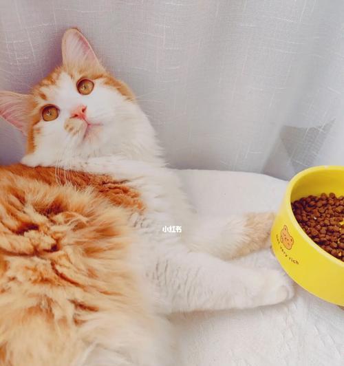 为什么猫咪不爱吃百利猫粮（探寻猫咪对百利猫粮的不喜爱原因）