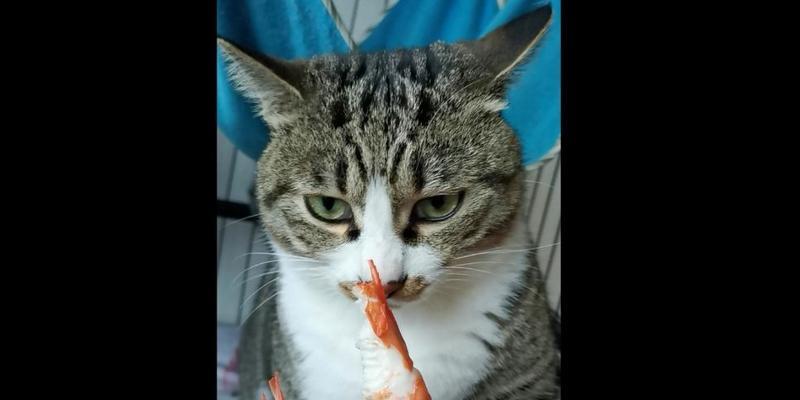 猫咪为什么不吃基围虾（探究猫咪饮食偏好的原因及影响）