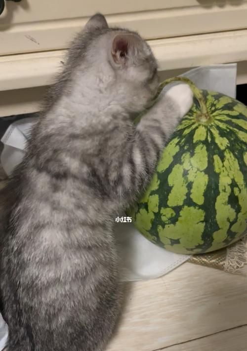 为什么猫咪不吃西瓜籽（探究猫咪消化系统和食物选择的原因）