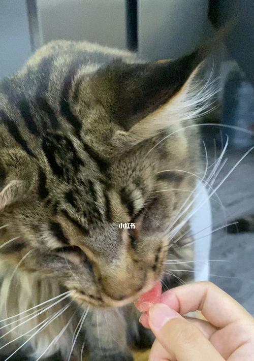 为什么猫咪不吃西瓜籽（探究猫咪消化系统和食物选择的原因）