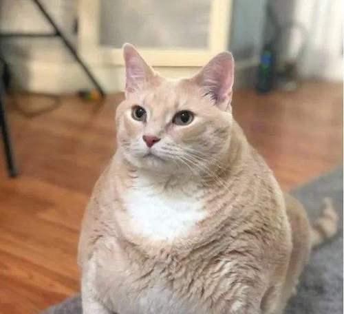 揭秘猫咪为何长不胖的原因（从宠物角度分析）