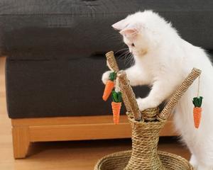 猫咪为什么会吃麻绳（探究猫咪吃麻绳的原因）