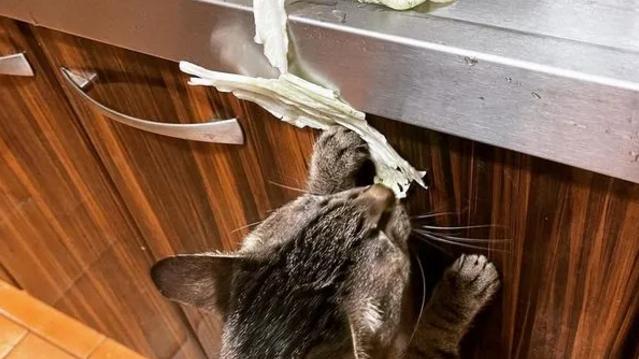猫咪为什么偏爱生白菜（揭秘猫咪喜欢吃生白菜的原因及注意事项）