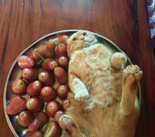 猫咪为什么偏爱生白菜（揭秘猫咪喜欢吃生白菜的原因及注意事项）