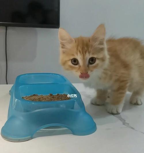猫咪为什么会到处撒尿（探究猫咪撒尿的原因与解决方法）