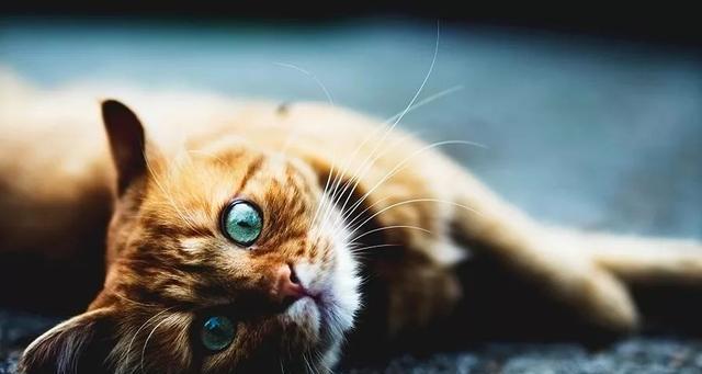 揭秘！宠物猫为何易患肝损伤（探究宠物猫肝损伤的原因及预防方法）