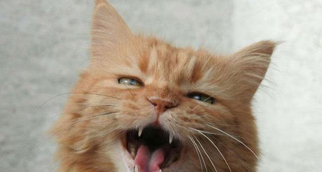 猫咪为什么会喉咙哑？剖析病因与防治