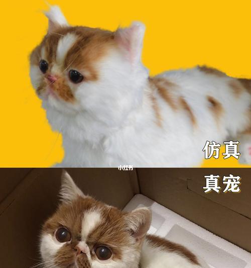 为什么我的猫咪叫不出来（探究猫咪叫不出声的原因及解决方法）